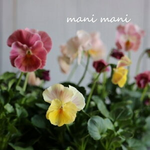 ƂIWirIuL[eB[n[gv3.5|bgc@󏭁@ԕc@񂹐A@[X