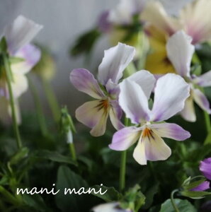 rI Jn[c urbgEBOXv3.5c ԕc 񂹐A [X Ԓd pW[ rI t[n[c