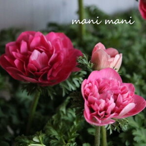 All |guɁ@KIWAMIvT[sN 3.5O|bgc@2Nc@ԕc@񂹐A@Ԓd@h