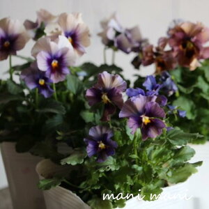 yIXXzk|IWirIuReB[`Fv3.5|bgc  ԕc@Ԓd@񂹐A@K[fjO  AeB[N