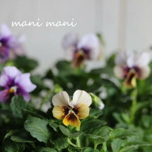 yIXXzk|IWirIu`Â`v3.5|bgc ŐVi  ԕc@Ԓd@񂹐A@K[fjO  ACdL