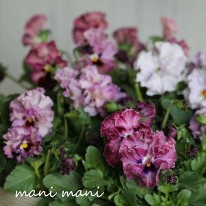 yԓaczt炫rIueBA[hv3`3.5|bgc 2023NŐVi ԓaIWi i]oWc 񂹐A Ԓd nMO  lC