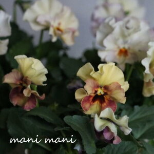 yԓaczԓaIWi tpW[ uyNAv3O`3.5|bgc ԓac  i]oWi ԕc 񂹐A [X Ԓd pW[