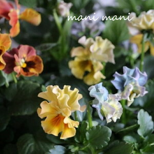 ԓaIWi tpW[uVFuGvC^Cv CG[`AvRbg 3`3.5|bgc ԕc@Ǌ 񂹐A@[X@Ԓd@pW[ ԓa