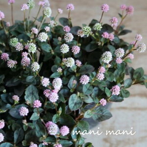 |Siuqc\ov2.5`3O|bgc@ J[[t nMO 񂹐A AeB[N A ԕc c h Ԓd  K[fjO G ʊ lG Ǖc OhJo