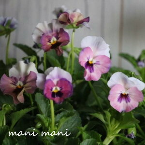 ��������̃r�I���u�ӂ�ӂ���������v3���|�b�g�c�@�󏭁@�l�C�@�ԕc�@�񂹐A���@���[�X �r�I��