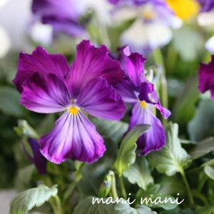 rI Jn[c ulIxgj[v3.5c ԕc 񂹐A [X Ԓd pW[ rI t[n[c