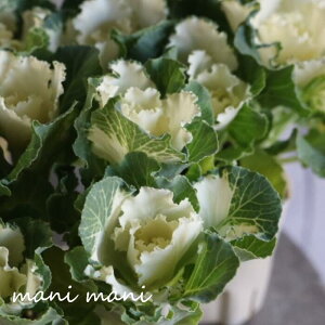 tO ZbVueBt@j[zCgv3|bgc@ԕc c 񂹐A [X  n{^