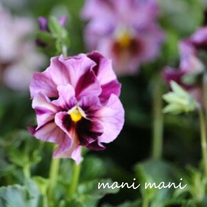 yVizƂIWirIu}[uv3.5|bg@󏭁@ԕc@񂹐A@[X