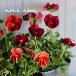 yŐVizƂIWirIu[WVtHj[v3.5|bgc@󏭁@ԕc@񂹐A@[X@Ԓd