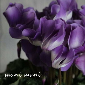 yŐVizVNupu[v5@ԕc@VN@