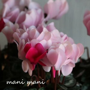 y炿̃K[f~jVNu[W[O[v3d|bgc@NX}X@@񂹐A@nMO@ԕc