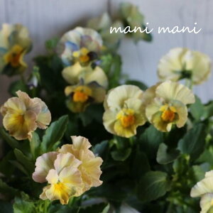 rIuVCrIv3|bgc 񂹐A Ԓd nMO  lC