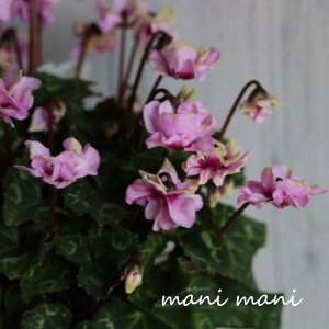 yɏizd炫K[f~jVNuO[eBA sNv3|bgc@ԕc@񂹐A@Ԓd@c@@NX}X