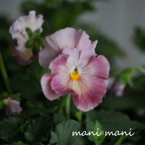 yŐVizƂIWirIuV{h[v3.5|bgc  ԕc 񂹐A [X Ԓd