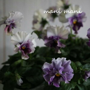 yŐVizj pW[ utFfl[W p[vv 3.5|bgc ԕc@񂹐A@[X@Ԓd@pW[ K[fjO