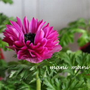 d炫AlluI[vsN@3.5|bgc@ԕc@񂹐A@Ԓd@h