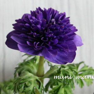 d炫AlluI[vu[@3.5|bgc@ԕc@񂹐A@Ԓd@h