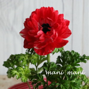 d炫AlluI[vbh@3.5|bgc@ԕc@񂹐A@Ԓd@h