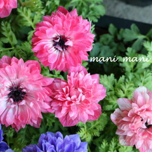 d炫AlluI[vT[sN@3.5|bgc@ԕc@񂹐A@Ԓd@h