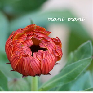 JWu R[q[N[v3.5|bgc LZJ 񂹐A A ԕc c h Ԓd  K[fjO G ʊ lG Ǖc