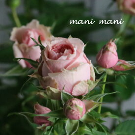 ミニバラ　パティオローズ・ヴィジョン「サラマンダー・アサミ」3.5寸ポット苗　薔薇　花苗　アンティーク　シック