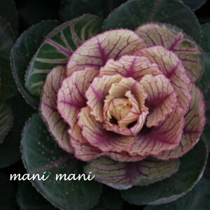 tOuˁv2.5|bgc@@󏭁@񂹐A@@NX}X@[X@ԕc@c@lC