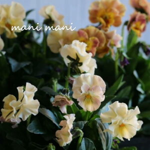 yjztpW[ upXtvCG[`IWn 3.5|bgc ԕc@񂹐A@[X@Ԓd@pW[@A