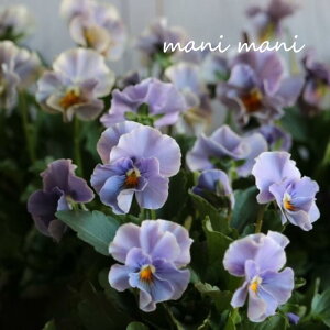 yjztpW[ upXtvu[`p[vn 3.5|bgc ԕc@񂹐A@[X@Ԓd@pW[@A