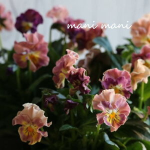 yjztpW[ upXtvsN`AvRbgn 3.5|bgc ԕc@񂹐A@[X@Ԓd@pW[@A