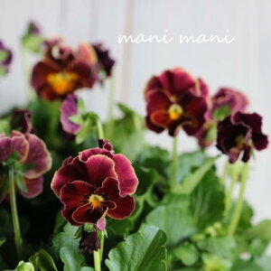 yjztpW[ upXtvCn 3.5|bgc ԕc@񂹐A@[X@Ԓd@pW[@A