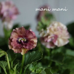 ɏtpW[ uW[j[v3O|bgc ԕc 񂹐A [X Ԓd pW[ A