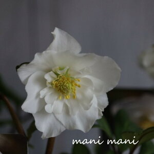 y󏭁zNX}X[Y dujQ _uv3.5|bgc@ԕc@~̋Mwl@~̉ԁ@@󏭁@A