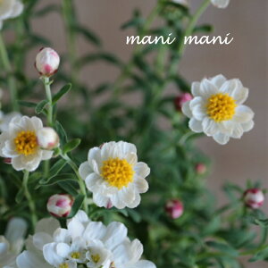 Ԃ񂴂@3`3.5|bgc@ԕc@񂹐A@Ԓd@