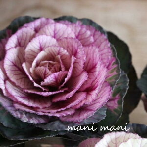 tOuBe[WxC@ۗtv2.5|bgc  񂹐A n{^ ԕc  c [X