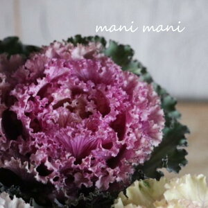 tOuBe[WxC@t v2.5|bgc  񂹐A n{^ ԕc  c [X