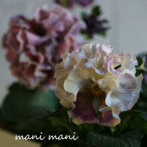 ƍIWipW[u[EhDEAglbgv3.5|bg@󏭁@ԕc@񂹐A@[X@pW[@A@AeB[N