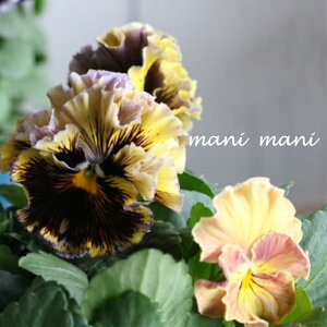 y󏭁zƍIWipW[uhLv@3.5|bg@󏭁@ԕc@񂹐A@[X