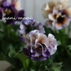 ƍIWipW[uN[EhDEkv@3.5|bg@󏭁@ԕc@񂹐A@[X@pW[@A@AeB[N