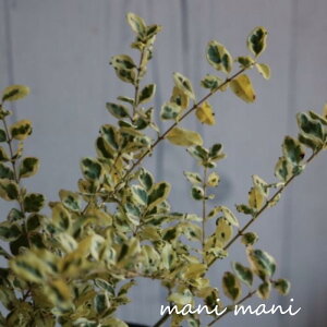 vybguJX^[hbvv2.5|bgc ϊΒ c  _ Ԓd cc