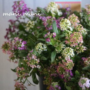 uAbTTv3O|bgc 񂹐A@A ԕc Ԓd [X