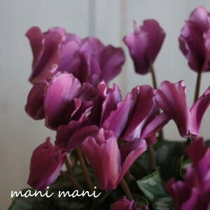 VNuGKgfBv3.5|bgc ԕc 񂹐A Ԓd c  NX}X 