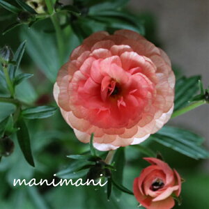 �����|�����o�̃��i���L�����X ���b�N�X�u�G���X�v4�������O�|�b�g�c�@�ԕc�@�ԁ@�����@�ϊ����@���� �Ԓd�@�K�[�f�j���O�@�뉀