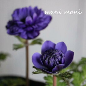 八重咲きアネモネ ブルー 3.5寸ポット苗 花苗 寄せ植え 花壇 宿根草 ガーデニング 庭植え