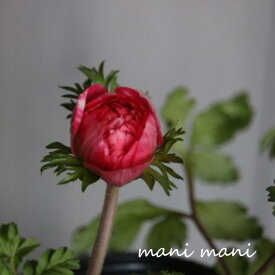 八重咲きアネモネ レッド 3.5寸ポット苗 花苗 寄せ植え 花壇 宿根草 ガーデニング 庭植え