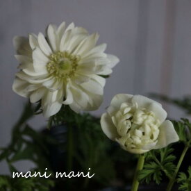 八重咲きアネモネ ホワイト 3.5寸ポット苗 花苗 寄せ植え 花壇 宿根草 ガーデニング 庭植え