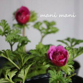 八重咲きアネモネ ピンク 3.5寸ポット苗 花苗 寄せ植え 花壇 宿根草 ガーデニング 庭植え