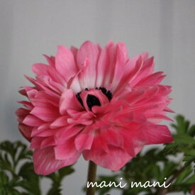 八重咲きアネモネ サーモン 3.5寸ポット苗 花苗 寄せ植え 花壇 宿根草 ガーデニング 庭植え