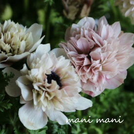 【超希少】八重咲きアネモネ「アンアリス」ホワイト ピンク～サーモン系 3.5寸ポット苗 花苗 花 レアガーデニング 宿根草 多年草 人気 花色おまかせ 春の花 耐寒性