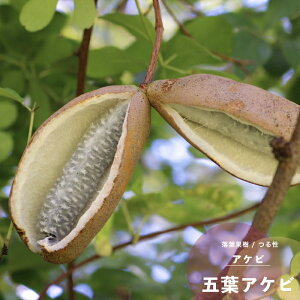 ʎc APr c ܗtAPr4.5(13.5cm) |bgc ʎc 鐫 t